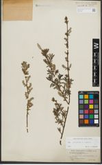 Foto von Salix purpurea L. x Salix repens L.